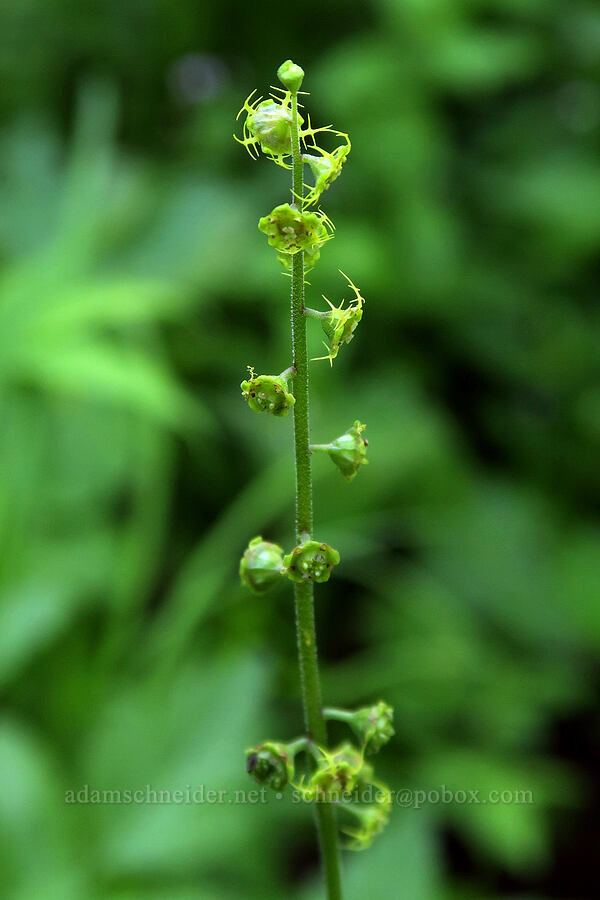 Brewer's mitrewort (Brewerimitella breweri (Pectiantia breweri) (Mitella breweri)) [Damfino Lakes Trail, Mt. Baker-Snoqualmie National Forest, Whatcom County, Washington]