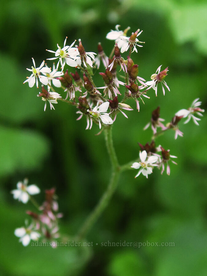 Nelson's saxifrage (Micranthes nelsoniana var. cascadensis (Saxifraga nelsoniana)) [Damfino Lakes Trail, Mt. Baker-Snoqualmie National Forest, Whatcom County, Washington]