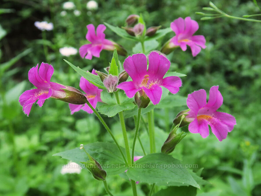 Lewis' monkeyflower (Erythranthe lewisii (Mimulus lewisii)) [Damfino Lakes Trail, Mt. Baker-Snoqualmie National Forest, Whatcom County, Washington]
