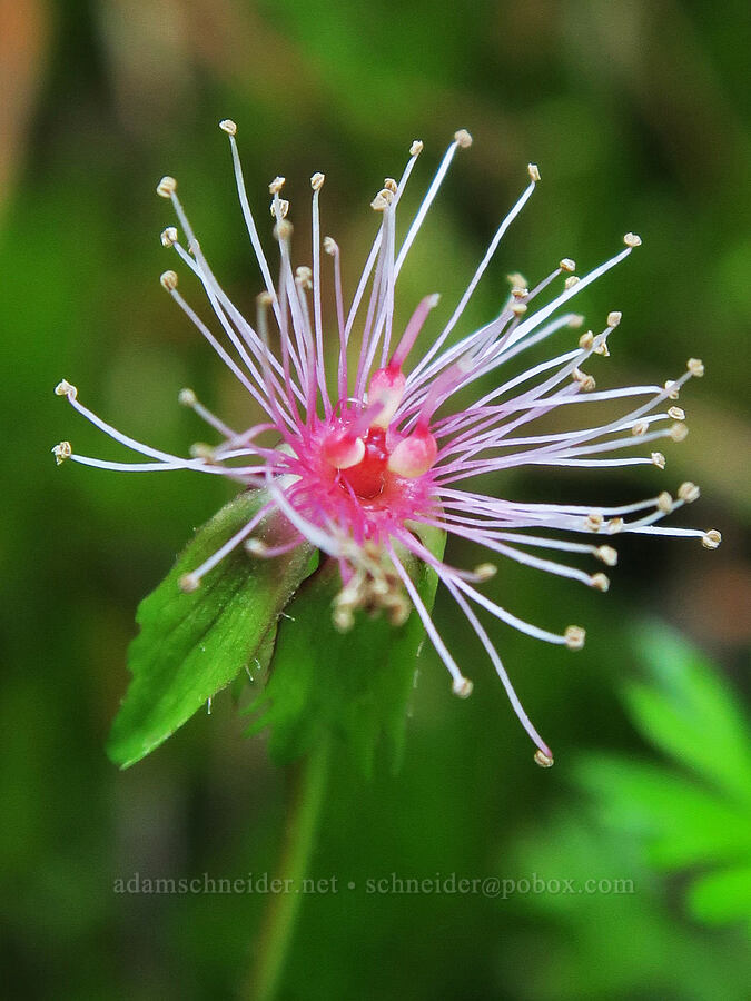 five-leaf bramble, going to seed (Rubus pedatus) [Damfino Lakes Trail, Mt. Baker-Snoqualmie National Forest, Whatcom County, Washington]