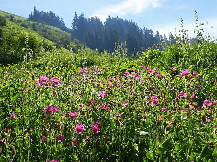 wildflowers [Damfino Lakes Trail, Mt. Baker-Snoqualmie National Forest, Whatcom County, Washington]