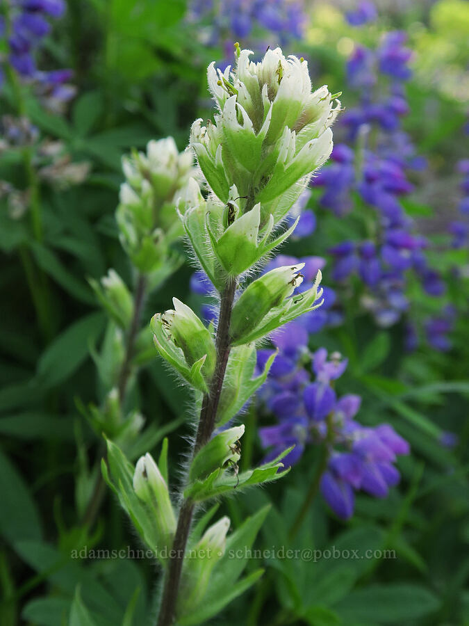 white paintbrush (Castilleja parviflora var. albida) [Damfino Lakes Trail, Mt. Baker-Snoqualmie National Forest, Whatcom County, Washington]