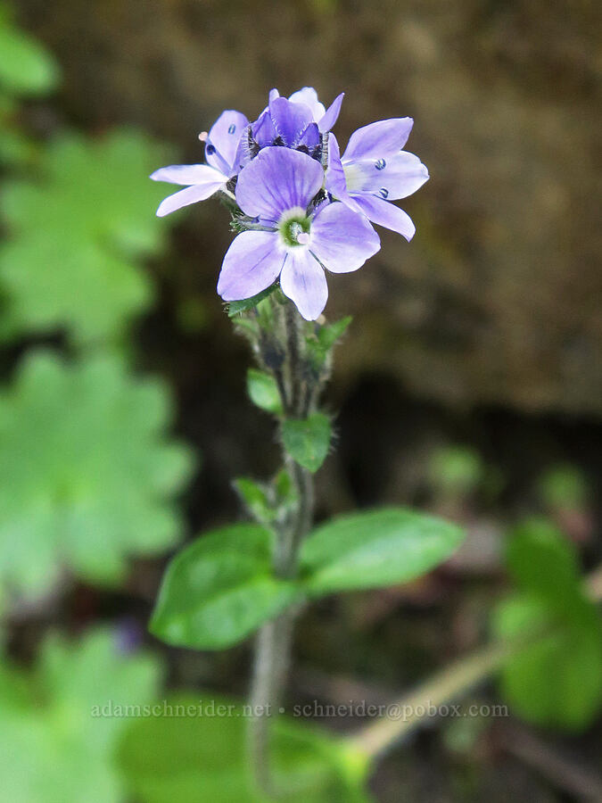 alpine speedwell (Veronica wormskjoldii) [Damfino Lakes Trail, Mt. Baker-Snoqualmie National Forest, Whatcom County, Washington]