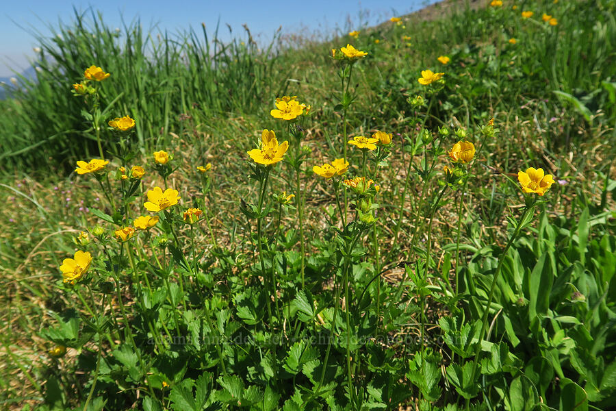 fan-leaf cinquefoil (Potentilla flabellifolia) [High Divide Trail, Mt. Baker Wilderness, Whatcom County, Washington]