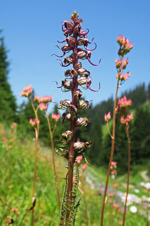 elephant's-head lousewort & leather-leaf saxifrage (Pedicularis groenlandica, Leptarrhena pyrolifolia (Saxifraga pyrolifolia)) [Damfino Lakes Trail, Mt. Baker-Snoqualmie National Forest, Whatcom County, Washington]