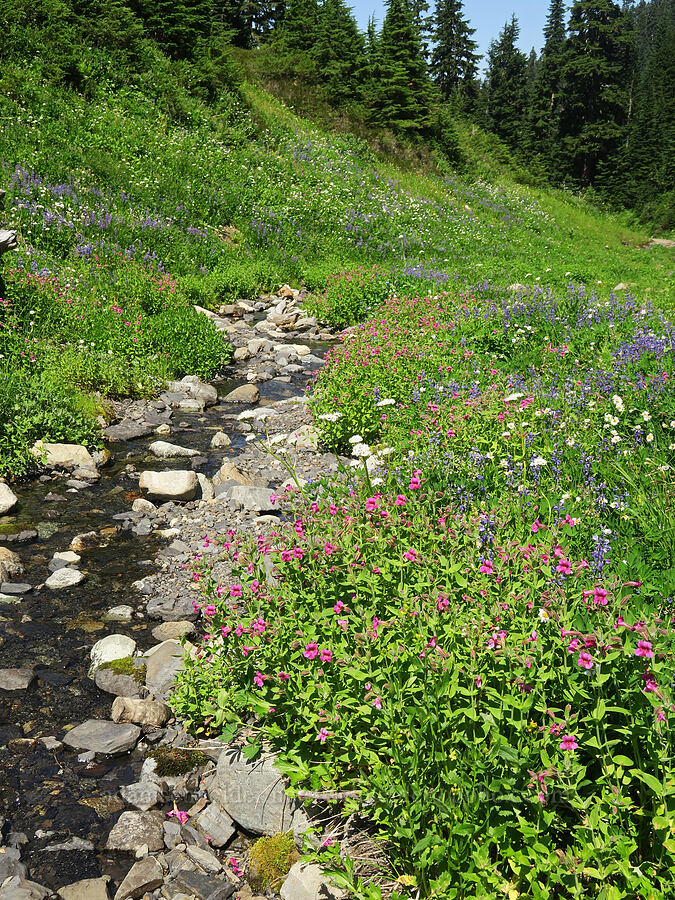 wildflowers [Damfino Lakes Trail, Mt. Baker-Snoqualmie National Forest, Whatcom County, Washington]