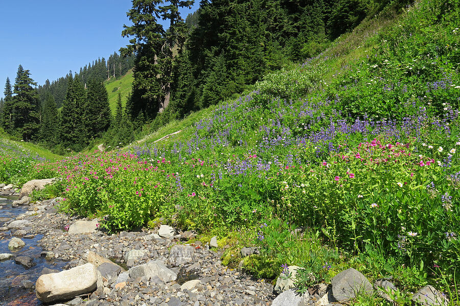 wildflowers [Damfino Lakes Trail, Mt. Baker-Snoqualmie National Forest, Whatcom County, Washington]