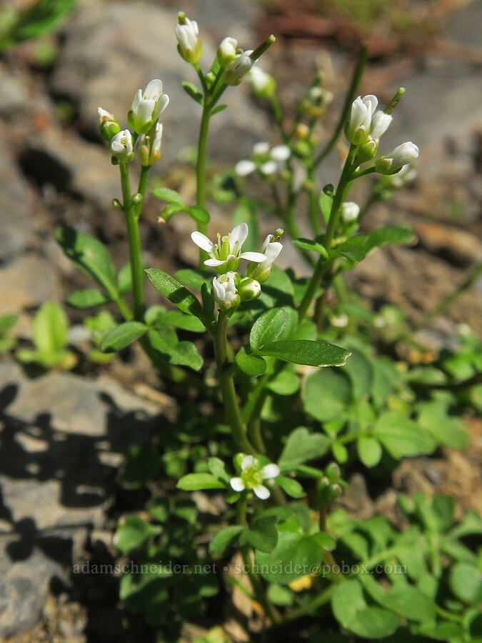 Siberian bitter-cress (Cardamine umbellata (Cardamine oligosperma var. kamtschatica)) [Damfino Lakes Trail, Mt. Baker-Snoqualmie National Forest, Whatcom County, Washington]