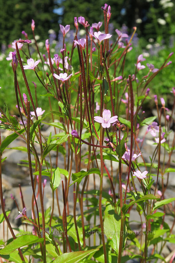 alpine willow-herb (Epilobium anagallidifolium (Epilobium alpinum)) [Damfino Lakes Trail, Mt. Baker-Snoqualmie National Forest, Whatcom County, Washington]