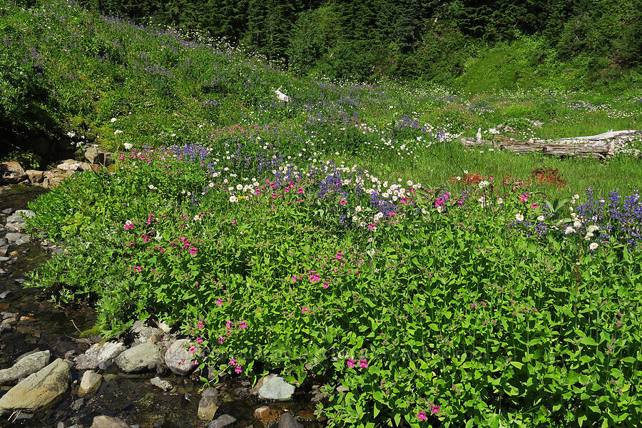 wildflowers [Damfino Lakes Trail, Mt. Baker-Snoqualmie National Forest, Whatcom County, Washington]