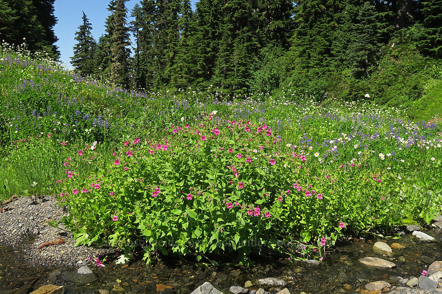 wildflowers [Damfino Lakes Trail, Mt. Baker-Snoqualmie National Forest, Whatcom County, Washington]