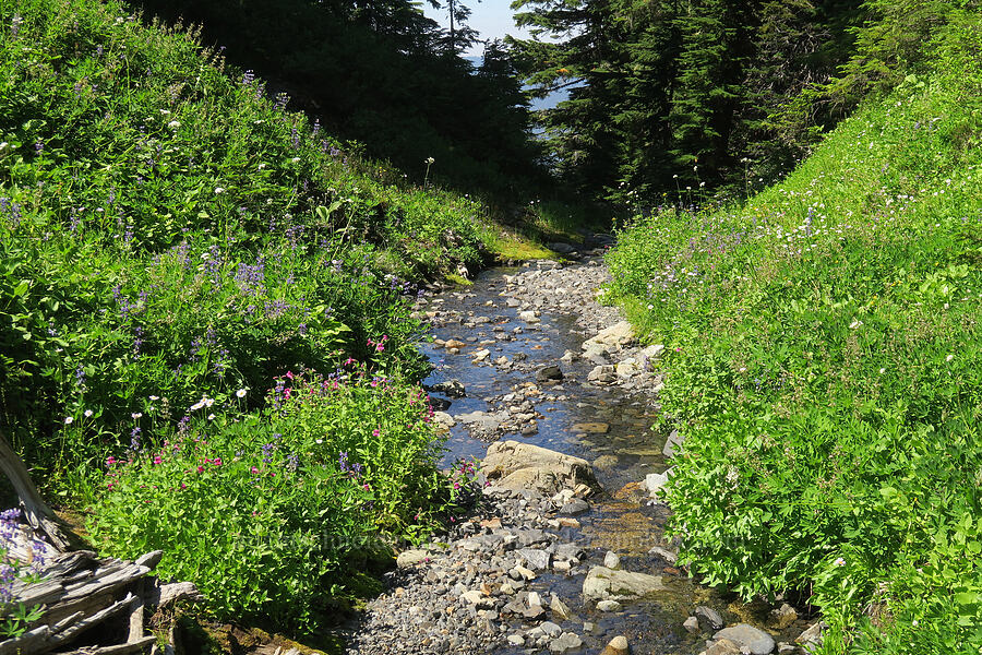 wildflowers [Damfino Lakes Trail, Mt. Baker-Snoqualmie National Forest, Whatcom County, Washington]