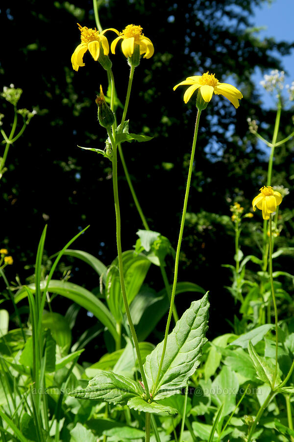 weird broad-leaf arnica (Arnica latifolia) [Damfino Lakes Trail, Mt. Baker-Snoqualmie National Forest, Whatcom County, Washington]