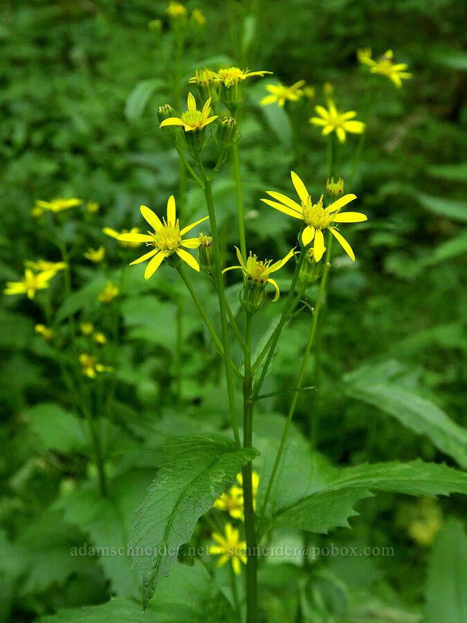 arrow-leaf groundsel (Senecio triangularis) [Damfino Lakes Trail, Mt. Baker-Snoqualmie National Forest, Whatcom County, Washington]