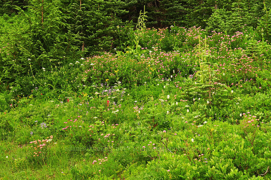 wildflowers (Spiraea splendens (Spiraea densiflora), Bistorta bistortoides (Polygonum bistortoides), Veratrum viride var. eschscholtzianum (Veratrum eschscholtzii), Valeriana sitchensis, Lupinus latifolius, Ligusticum grayi, Castilleja parviflora var. oreopola) [Paradise, Mt. Rainier National Park, Pierce County, Washington]
