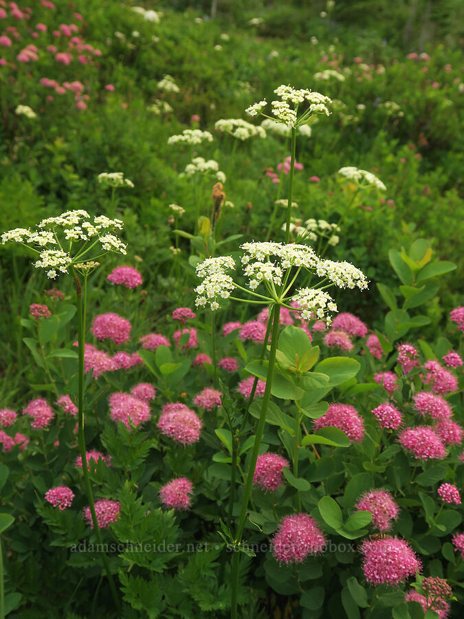 Gray's lovage & subalpine spirea (Ligusticum grayi, Spiraea splendens (Spiraea densiflora)) [Skyline Trail, Mt. Rainier National Park, Pierce County, Washington]