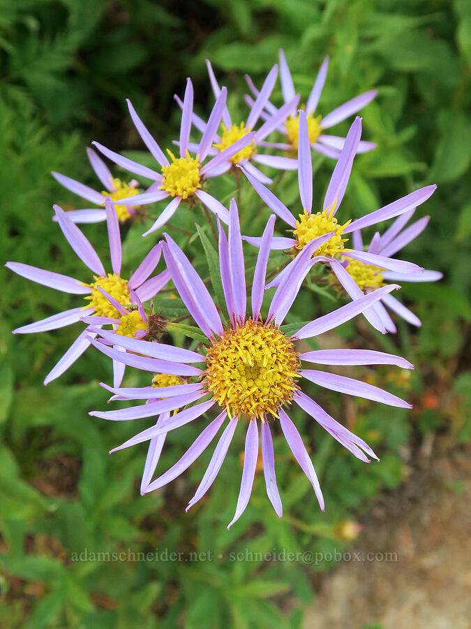 Cascade aster (Doellingeria ledophylla (Eucephalus ledophyllus) (Aster ledophyllus)) [Skyline Trail, Mt. Rainier National Park, Pierce County, Washington]