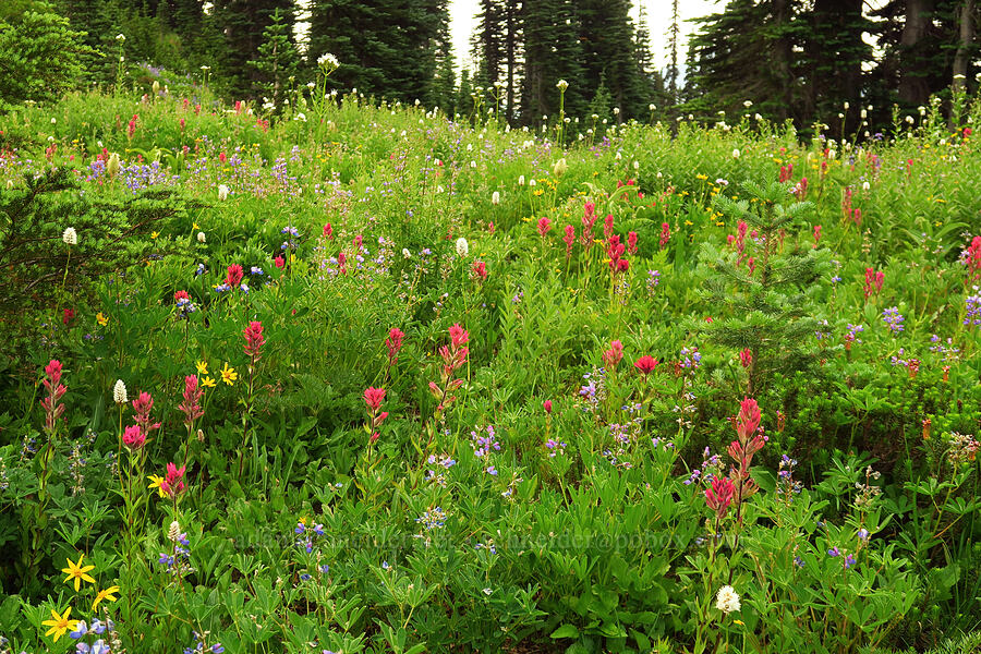 wildflowers (Castilleja parviflora var. oreopola, Arnica latifolia, Bistorta bistortoides (Polygonum bistortoides), Valeriana sitchensis, Lupinus latifolius) [Skyline Trail, Mt. Rainier National Park, Pierce County, Washington]