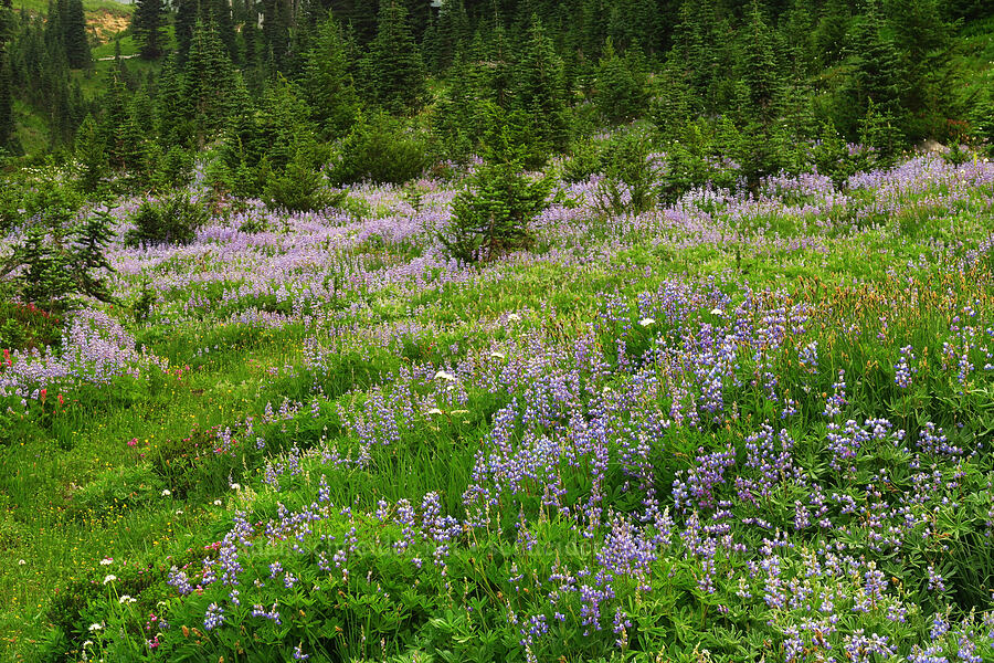 wildflowers (Lupinus latifolius, Valeriana sitchensis, Castilleja parviflora var. oreopola, Pedicularis ornithorhynchos (Pedicularis ornithorhyncha), Potentilla flabellifolia) [Skyline Trail, Mt. Rainier National Park, Pierce County, Washington]