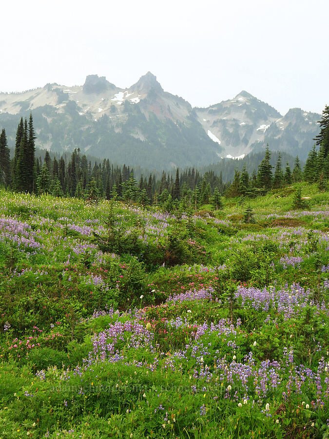 wildflowers & the Tatoosh Range (Lupinus latifolius, Phyllodoce empetriformis, Valeriana sitchensis, Anemone occidentalis (Pulsatilla occidentalis), Bistorta bistortoides (Polygonum bistortoides)) [Skyline Trail, Mt. Rainier National Park, Pierce County, Washington]