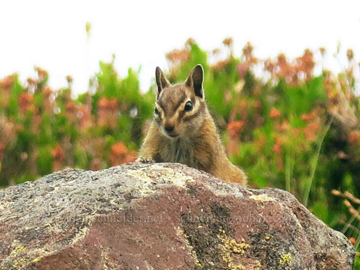 chipmunk (Neotamias sp. (Tamias sp.)) [Skyline Trail, Mt. Rainier National Park, Pierce County, Washington]