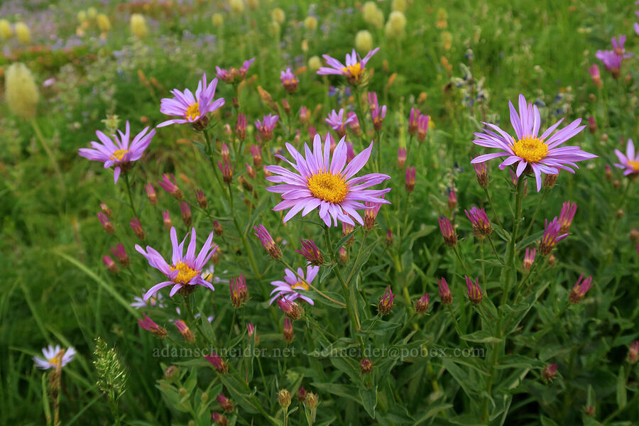 Cascade aster (Doellingeria ledophylla (Eucephalus ledophyllus) (Aster ledophyllus)) [Skyline Trail, Mt. Rainier National Park, Pierce County, Washington]