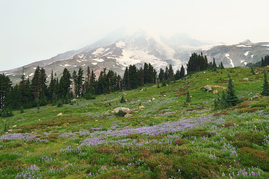 wildflowers & Mount Rainier (Lupinus latifolius, Phyllodoce empetriformis, Castilleja parviflora var. oreopola, Anemone occidentalis (Pulsatilla occidentalis)) [Skyline Trail, Mt. Rainier National Park, Pierce County, Washington]