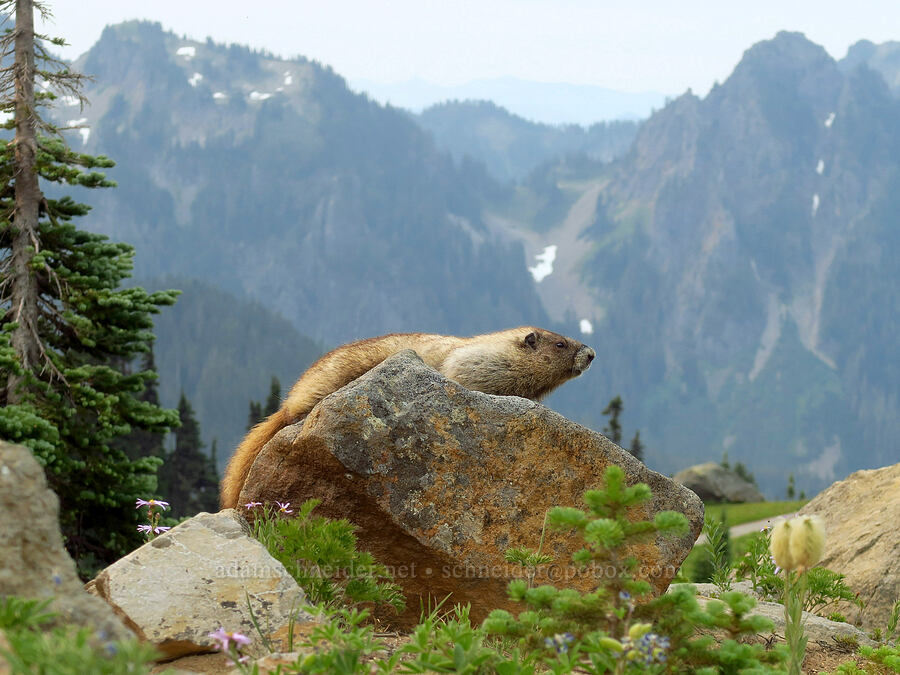 hoary marmot (Marmota caligata) [Skyline Trail, Mt. Rainier National Park, Pierce County, Washington]