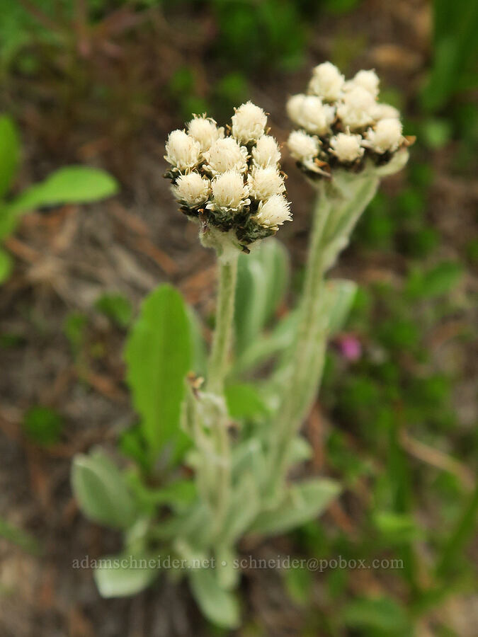 alpine pussy-toes (Antennaria media) [Skyline Trail, Mt. Rainier National Park, Pierce County, Washington]