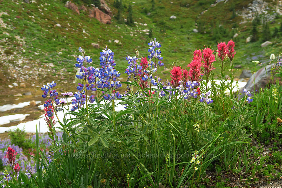 lupine & paintbrush (Lupinus latifolius, Castilleja parviflora var. oreopola) [Skyline Trail, Mt. Rainier National Park, Pierce County, Washington]