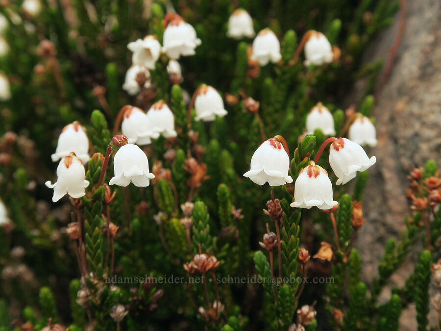 white mountain heather (Cassiope mertensiana) [Skyline Trail, Mt. Rainier National Park, Pierce County, Washington]