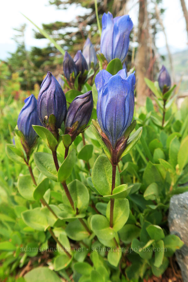 explorer's gentian (Gentiana calycosa) [Skyline Trail, Mt. Rainier National Park, Pierce County, Washington]