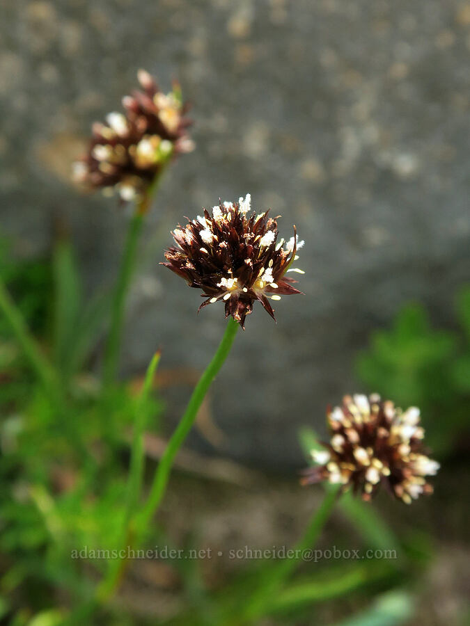 Mertens' rush (Juncus mertensianus) [Skyline Trail, Mt. Rainier National Park, Pierce County, Washington]