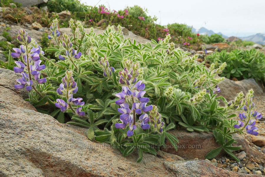very hairy subalpine lupine (Lupinus arcticus ssp. subalpinus (Lupinus latifolius ssp. subalpinus)) [Skyline Trail, Mt. Rainier National Park, Pierce County, Washington]