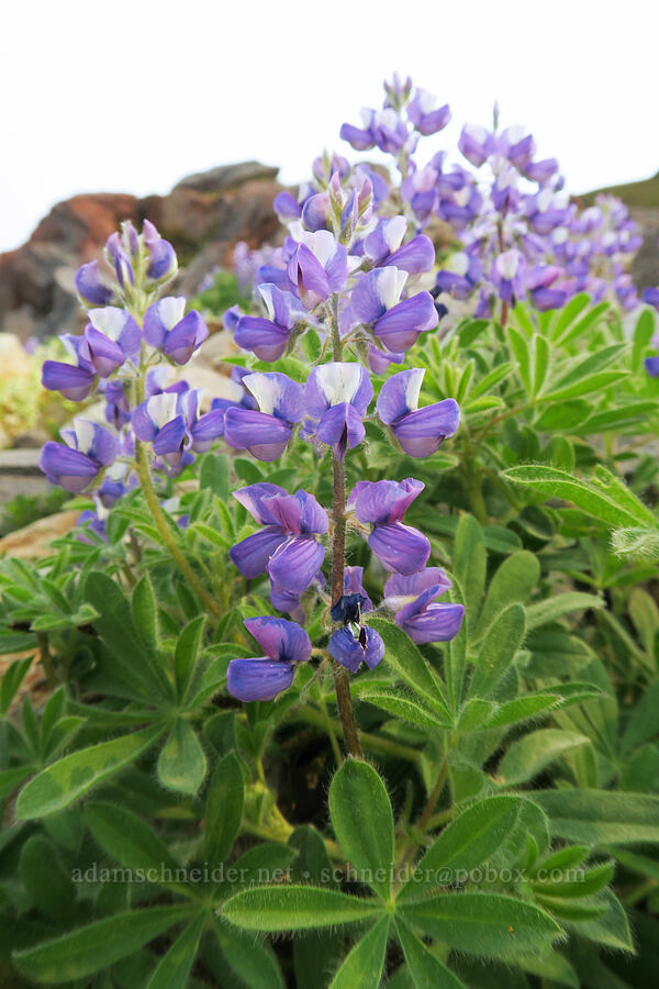 very hairy subalpine lupine (Lupinus arcticus ssp. subalpinus (Lupinus latifolius ssp. subalpinus)) [Skyline Trail, Mt. Rainier National Park, Pierce County, Washington]