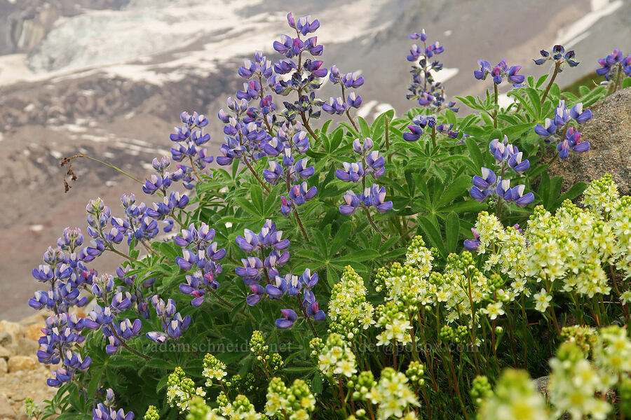 subalpine lupine & partridgefoot (Lupinus arcticus ssp. subalpinus (Lupinus latifolius ssp. subalpinus), Luetkea pectinata) [Skyline Trail, Mt. Rainier National Park, Pierce County, Washington]