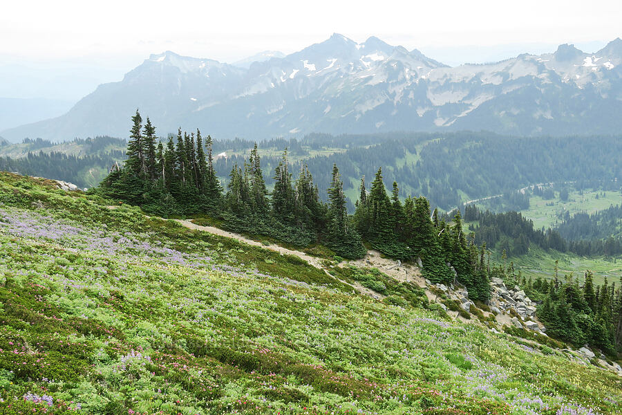 wildflowers & the Tatoosh Range (Lupinus latifolius, Pedicularis contorta, Phyllodoce empetriformis, Castilleja parviflora var. oreopola) [Skyline Trail, Mt. Rainier National Park, Pierce County, Washington]
