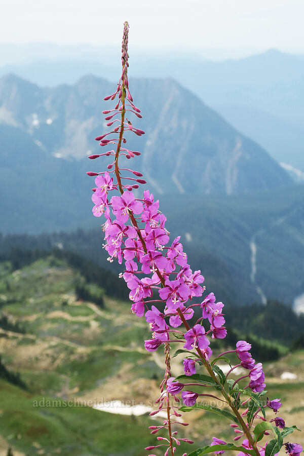 fireweed (Chamerion angustifolium (Chamaenerion angustifolium) (Epilobium angustifolium)) [Panorama Point, Mt. Rainier National Park, Pierce County, Washington]