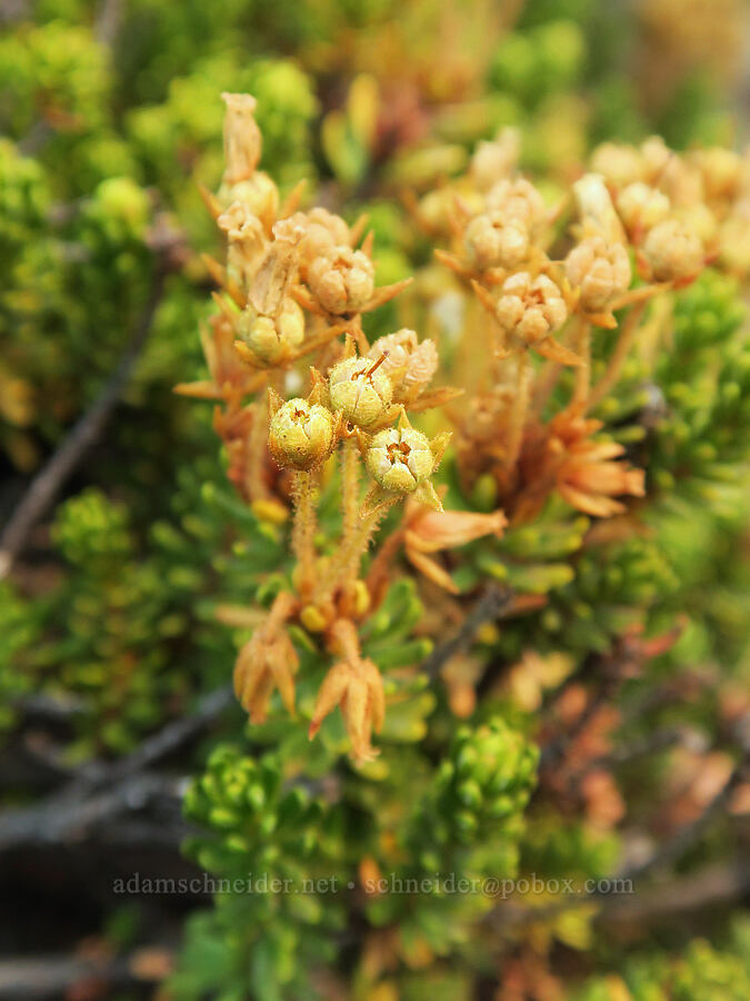 yellow mountain heather, gone to seed (Phyllodoce glanduliflora) [Skyline Trail, Mt. Rainier National Park, Pierce County, Washington]