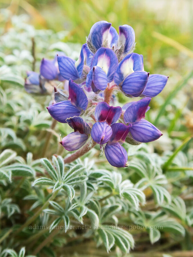 dwarf lupine (Lupinus lepidus var. lobbii) [Pebble Creek Trail, Mt. Rainier National Park, Pierce County, Washington]