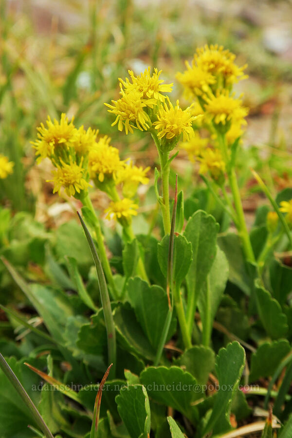 alpine goldenrod (Solidago simplex var. nana) [Pebble Creek Trail, Mt. Rainier National Park, Pierce County, Washington]