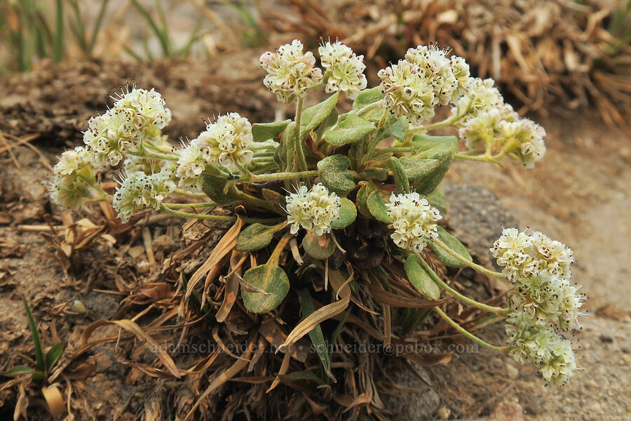 alpine buckwheat (Eriogonum pyrolifolium) [Pebble Creek Trail, Mt. Rainier National Park, Pierce County, Washington]