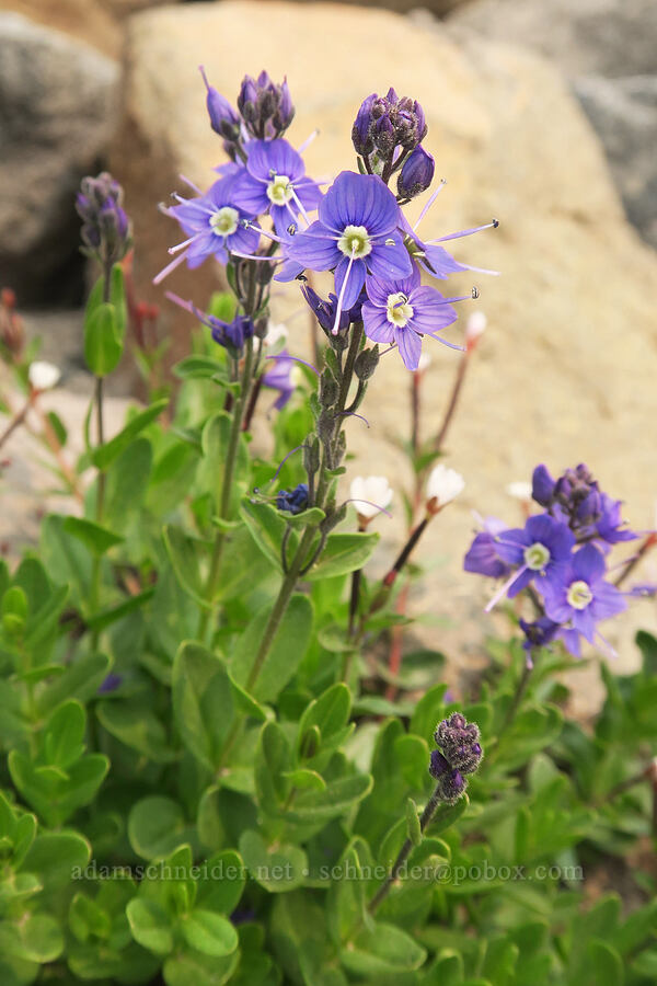Cusick's speedwell (Veronica cusickii) [Pebble Creek Trail, Mt. Rainier National Park, Pierce County, Washington]