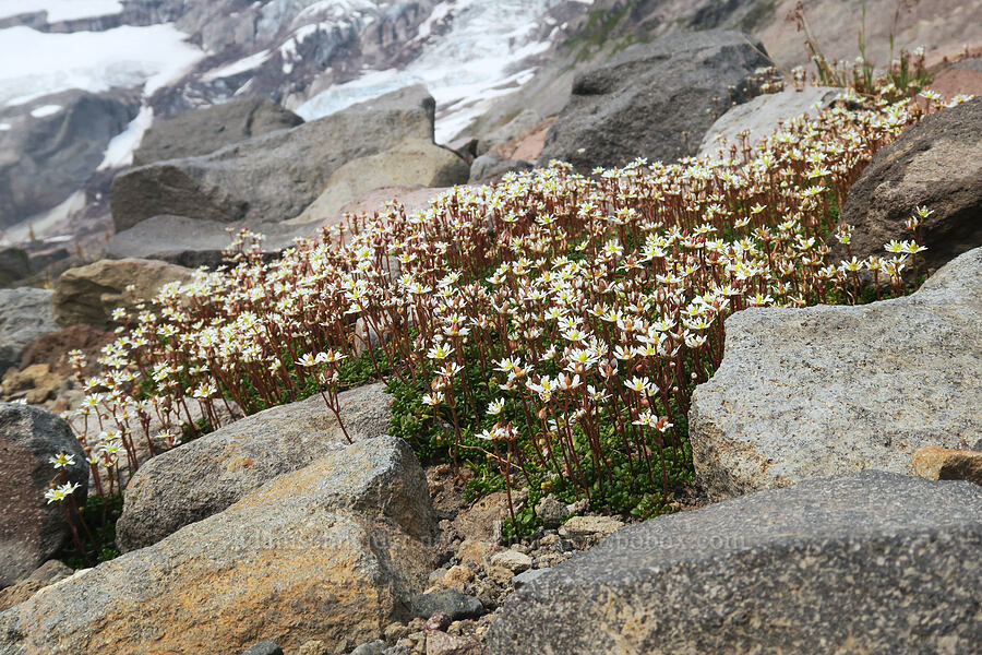 Tolmie's saxifrage (Micranthes tolmiei (Saxifraga tolmiei)) [Pebble Creek Trail, Mt. Rainier National Park, Pierce County, Washington]