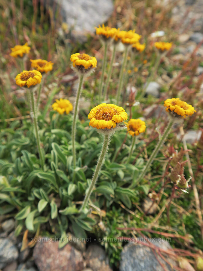 golden fleabane (Erigeron aureus) [Pebble Creek Trail, Mt. Rainier National Park, Pierce County, Washington]
