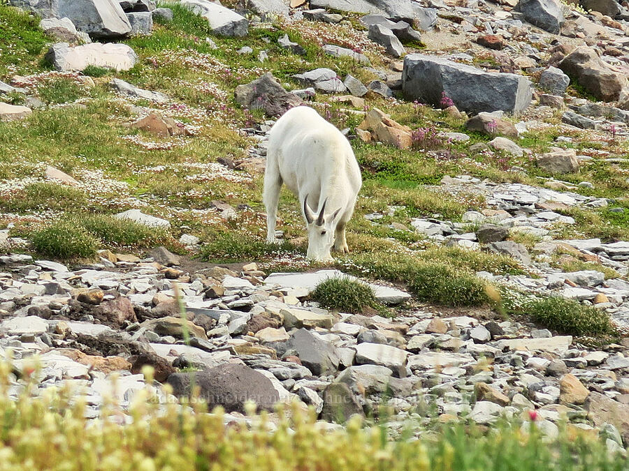 mountain goat (Oreamnos americanus) [Pebble Creek Trail, Mt. Rainier National Park, Pierce County, Washington]