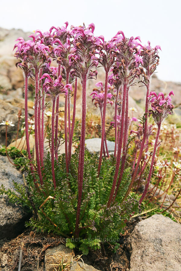 bird's-beak lousewort (Pedicularis ornithorhynchos (Pedicularis ornithorhyncha)) [Skyline Trail, Mt. Rainier National Park, Pierce County, Washington]