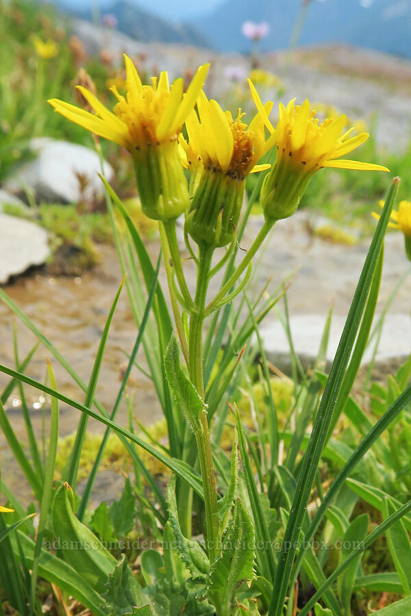 very short arrow-leaf groundsel (Senecio triangularis) [Skyline Trail, Mt. Rainier National Park, Pierce County, Washington]