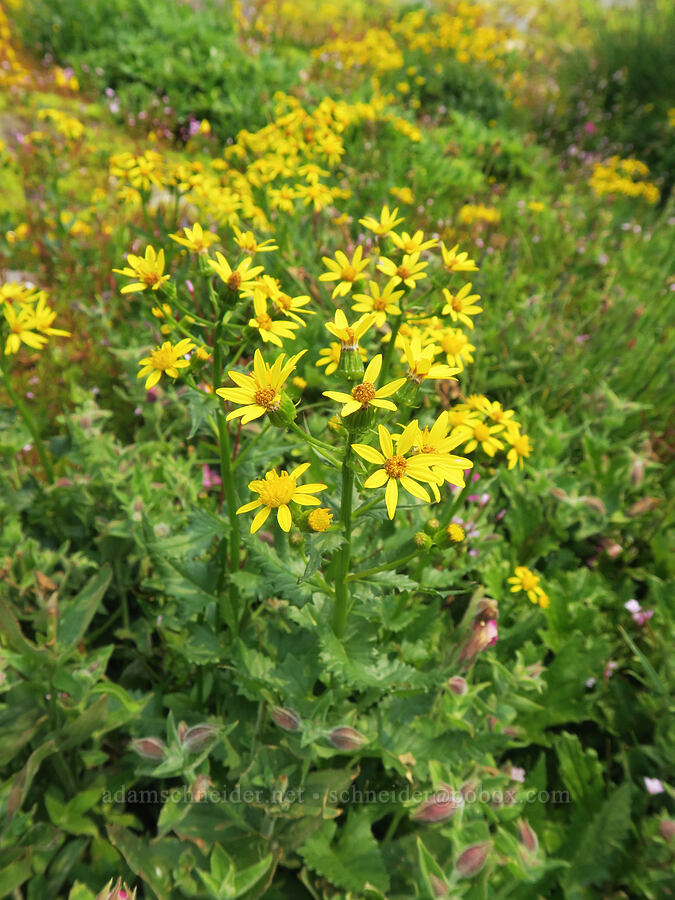 arrow-leaf groundsel (Senecio triangularis) [Skyline Trail, Mt. Rainier National Park, Pierce County, Washington]