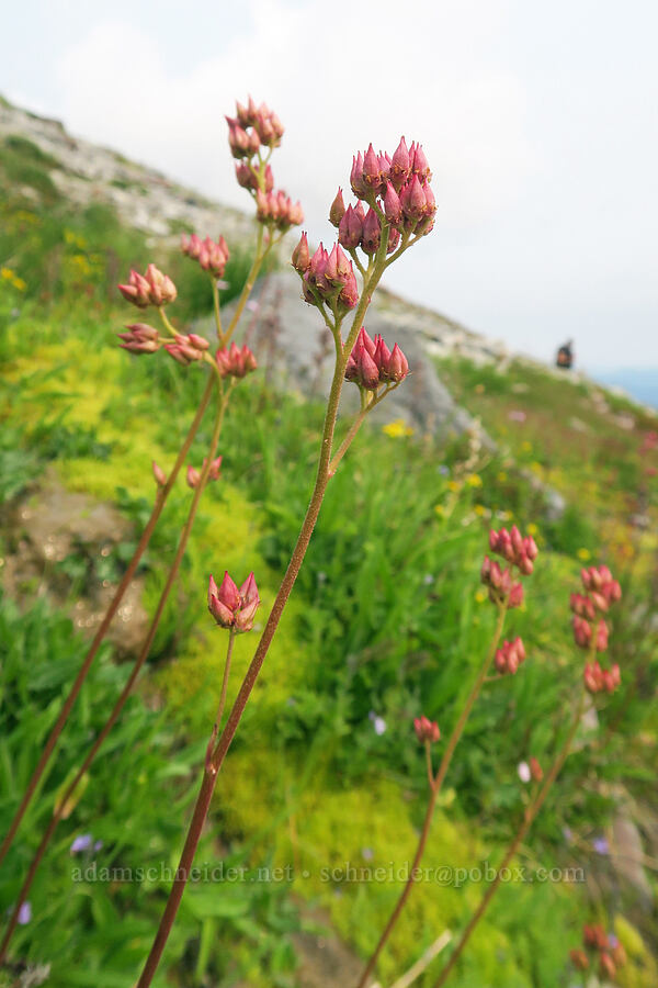 leather-leaf saxifrage seed pods (Leptarrhena pyrolifolia (Saxifraga pyrolifolia)) [Skyline Trail, Mt. Rainier National Park, Pierce County, Washington]